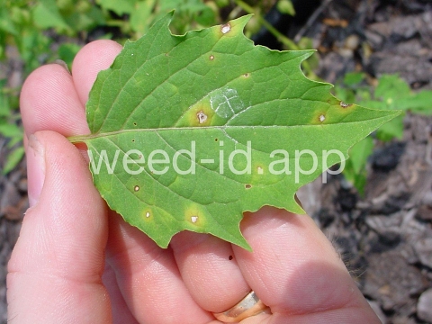 groundcherry, cutleaf